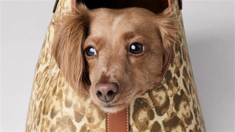 celine puppy|Celine Just Dropped a New Collection of Luxurious .